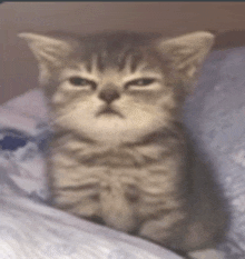 a kitten with a serious look on its face is laying on a bed