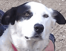 a black and white dog is being held in someone 's arms and looking at the camera .