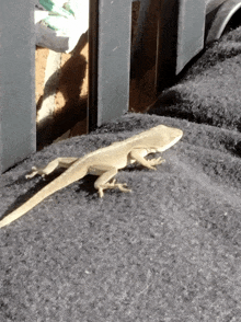 a lizard is sitting on a gray carpeted surface