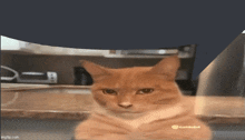 a cat is sitting on a counter with a blue background and a watermark that says ' eee ' on it