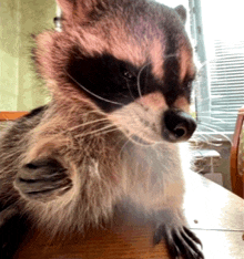 a raccoon is sitting on a wooden table looking at the camera .