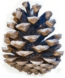 a close up of a pine cone on a white background