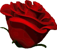 a single red rose with green leaves on a white background