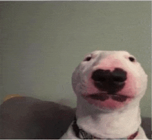 a bull terrier dog with a heart shaped nose is sitting on a couch .