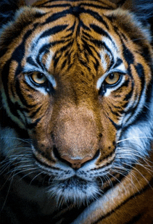 a close up of a tiger 's face with a dark background