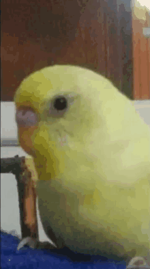 a close up of a yellow parrot sitting on a blue blanket