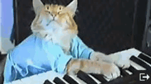 a cat wearing a blue shirt is playing a keyboard .