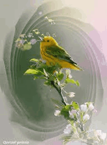 a yellow and green bird is perched on a branch with flowers .