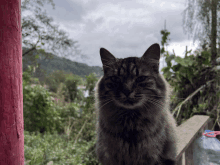 a cat sitting on a porch with a red pole in the background