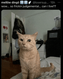 a cat is sitting on a bed in a room with the words " so frickin judgemental ... can i live " below it