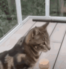 Cat Kinkytwt GIF