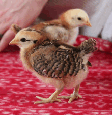 two baby chickens standing on a red and white blanket