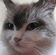 a close up of a cat 's face with a very long whisker