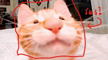 a close up of a cat 's face with a red outline around it and the word sus written below it