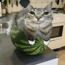 a cat sits on top of a watermelon on a counter