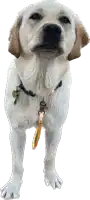 a white dog with brown ears and a yellow leash looks up at the camera