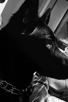 a close up of a black dog 's face with the word " jack " on the sleeve