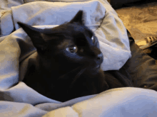 a black cat laying on a bed with a white blanket