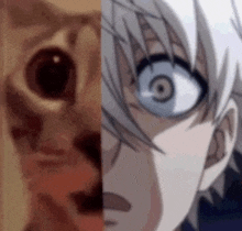 a close up of a cat 's eyes next to a close up of a anime character 's eyes .