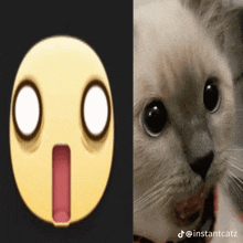 a picture of an emoji and a picture of a cat