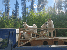 three husky dogs are sitting in the back of a truck