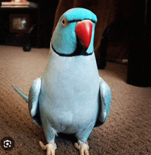 a blue parrot with a red beak is standing on the floor