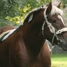 a brown horse with a white mane and bridle is standing in the grass .