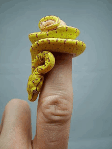 a small yellow snake is sitting on a person 's finger