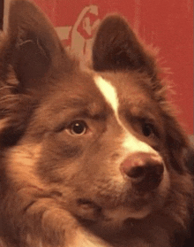 a close up of a brown and white dog laying down