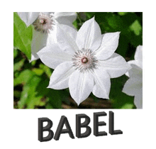 a picture of a white flower with the name babel written below it .