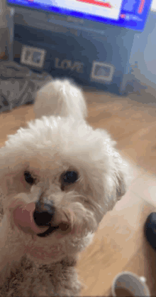 a small white dog is licking its nose in front of a sign that says " love "