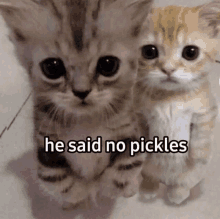 two kittens are sitting next to each other with the caption he said no pickles