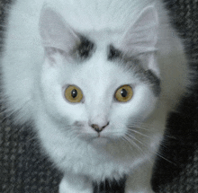 a close up of a white cat with yellow eyes looking at the camera