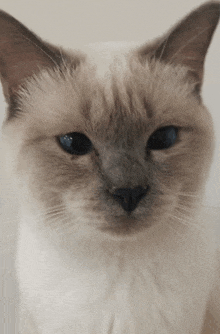 a close up of a cat with blue eyes