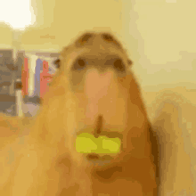 a close up of a capybara chewing on a tennis ball in its mouth .