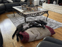 a dog is laying on a pillow in front of a coffee table with the letter c on it