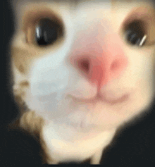 a close up of a cat 's face with a red nose and a black background .