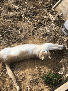 a cat is laying on its back on the ground