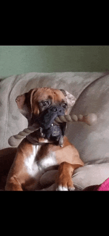 a brown boxer dog is laying on a couch with a stick in its mouth