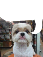 a small brown and white dog sitting in front of a speech bubble