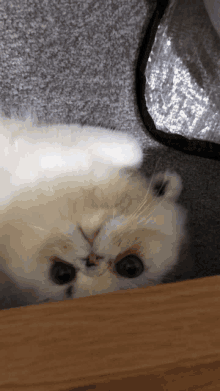 a fluffy white cat is laying on its back on a carpet