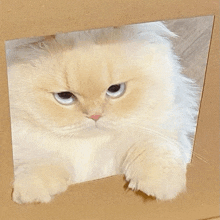 a fluffy white cat looking out of a cardboard box