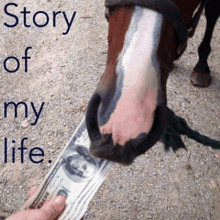 a person is holding a dollar bill in front of a horse 's nose with the words story of my life written above it