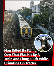 a cow is urinating on tracks next to a train