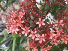 a bunch of pink flowers with red stems and green leaves