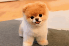 a small brown and white dog standing on a carpet with its tongue out