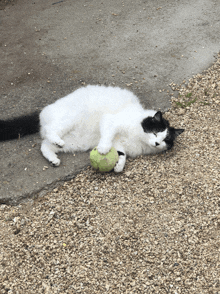 a black and white cat is laying on the ground holding a tennis ball