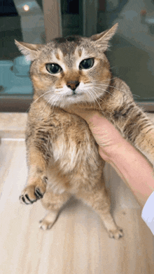 a cat is being held in someone 's hand and looks at the camera