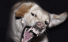 a close up of a dog with its mouth open and teeth visible