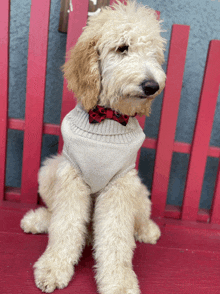 a small dog wearing a sweater and bow tie sits on a red chair